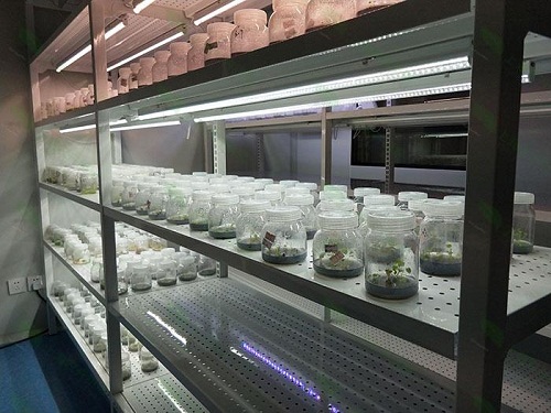海西直辖植物组织培养实验室设计建设方案